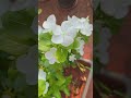 White petunia & Dark pink Petunia showering flowers#trending