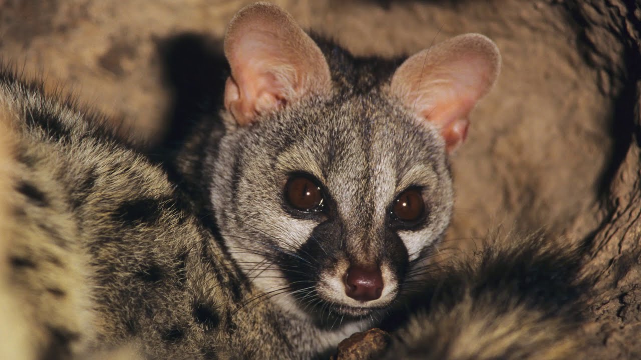 TALAVERA NATURAL. Llanuras de Oropesa, Lagartera y Calera y Chozas.