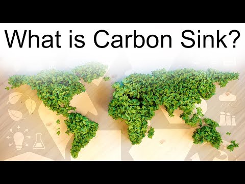 What Is Carbon Sink Why India Is Lagging Behind In Meeting