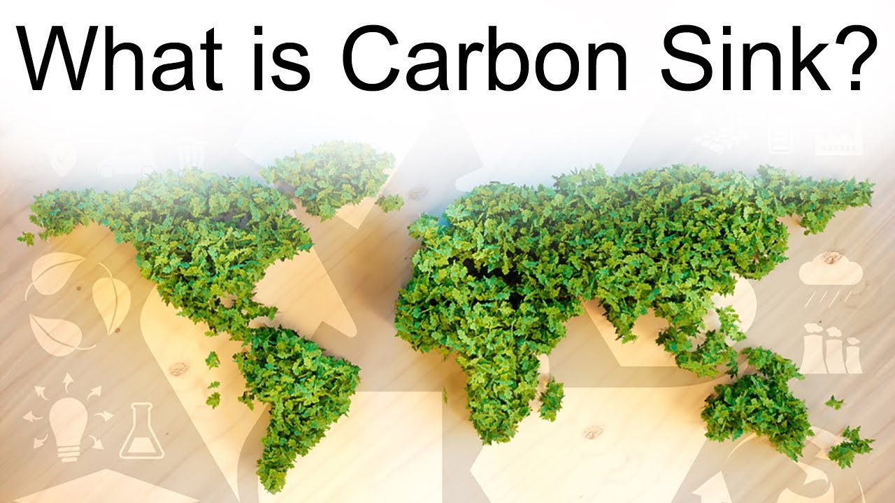 What Is Carbon Sink Why India Is Lagging Behind In Meeting Carbon Reduction Obligations Upsc