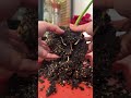 anthurium veitchii repot #houseplants #indoorplants #plantcare #repotting #anthurium #plantlover