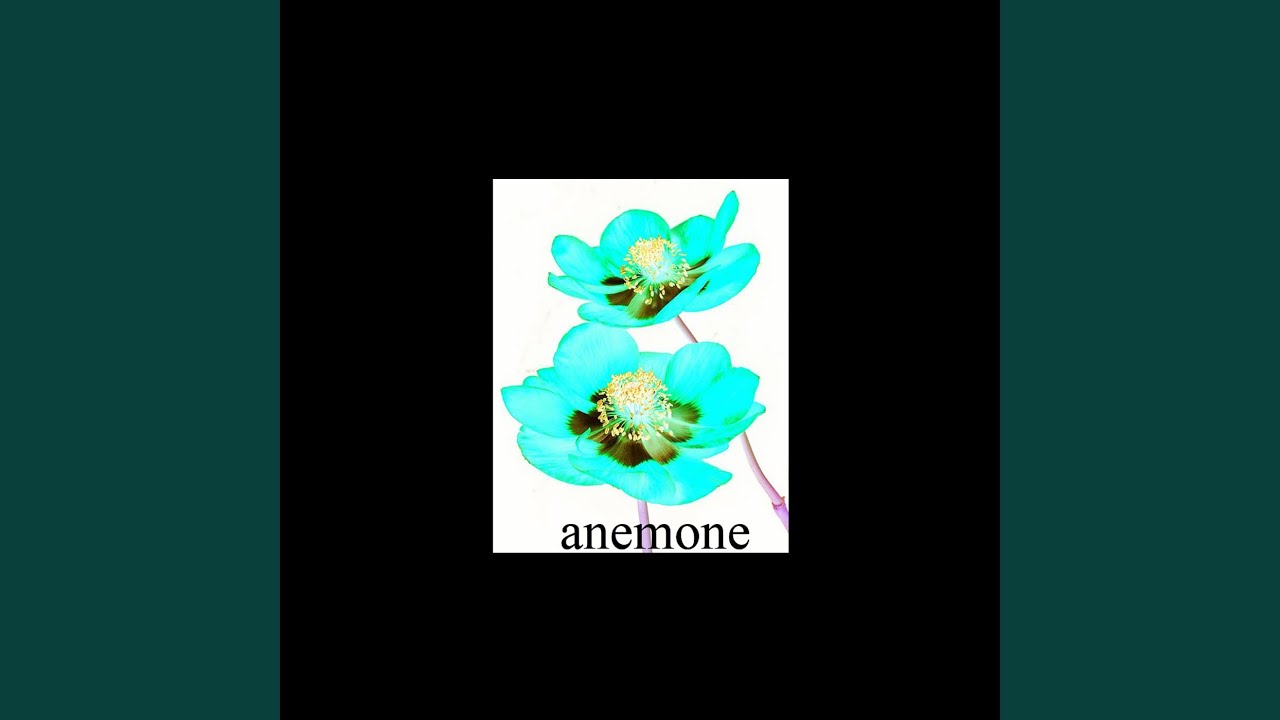 Anemone YouTube