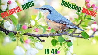 Colorful Birds in 4K | Relaxing Music, most colorful birds, bird sounds,  Nature Sounds, sleep music