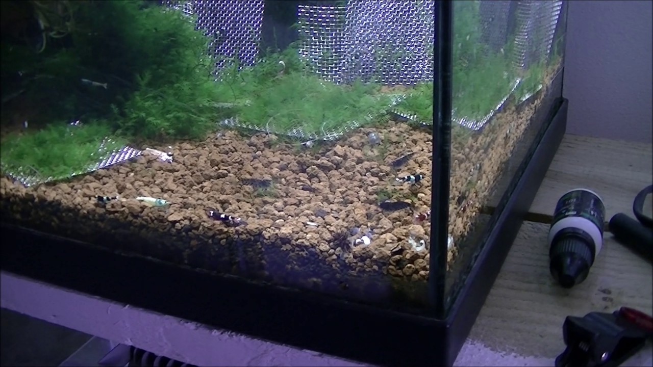 DIY Shrimp Safe Gravel Cleaner YouTube