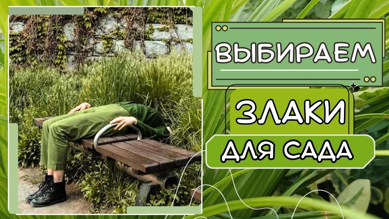 Злаки и декоративные травы для сада. Обзор сортов. Сочетание в цветнике, мой опыт выращивания.