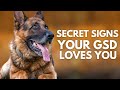 10 Secret Signs Your German Shepherd Loves You But You Don&#39;t Know