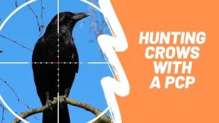 Crow Hunting With a PCP - Pest Control ep. 1 - BHT