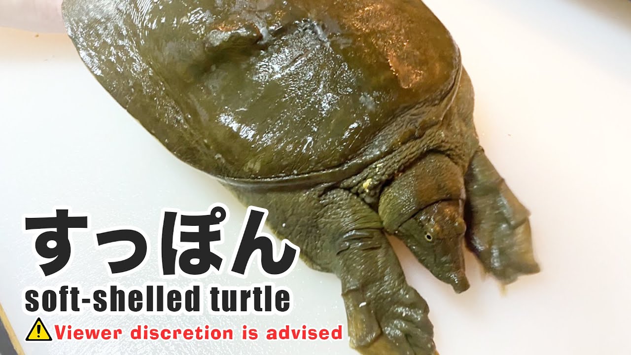 Viewer discretion advised] How to prepare soft-shelled turtle