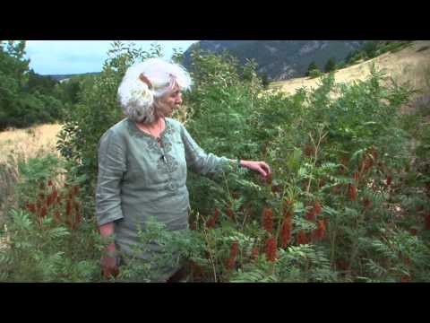 Wideo: Informacje o roślinach lukrecji: Skąd pochodzi lukrecja