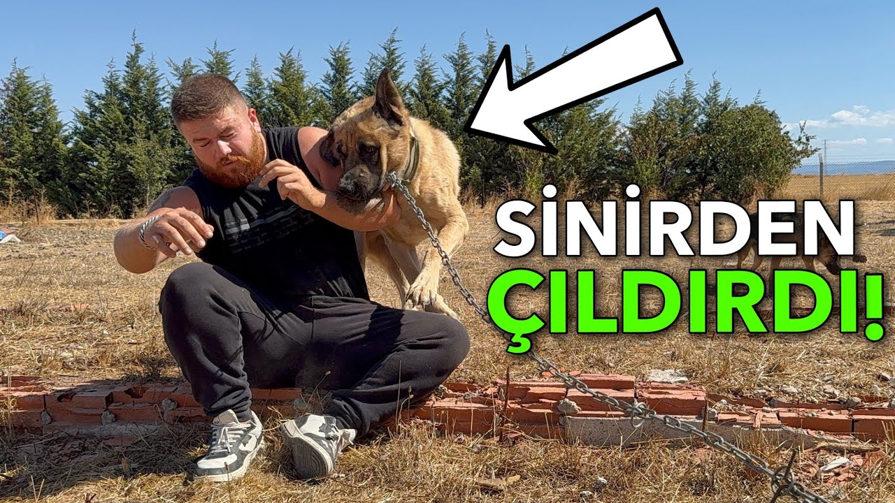 MARAZI BAĞLARKEN ISIRILIYORDUM DOBERMANLA KAPIŞTI ! 