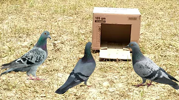 Easy Bird Trap – Simple DIY Amazing Bird Trap by Using Cardboard Box