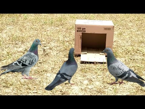 Easy Bird Trap – Simple DIY Amazing Bird Trap by Using Cardboard Box