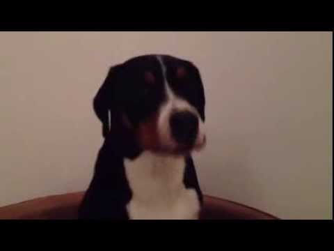 How To Get A Dog To Stop Reverse Sneezing How To Get A Dog To Stop Reverse Sneezing