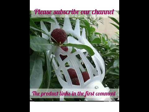 Garden Basket Fruit