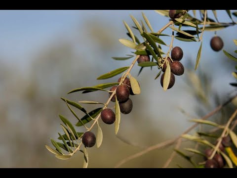Del olivo a tu plato: el viaje de la aceituna