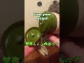 Grwm green edition!! #cute #sloths #haveitoldyoulatelythatiloveyou
