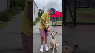 STOP using a leash to train your dog.