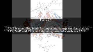 Phosphoribosylglycinamide formyltransferase Top # 7 Facts