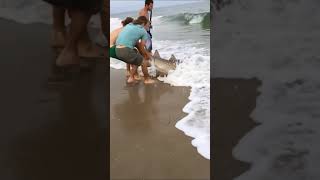 NJ Patch - Shark in LBI 3