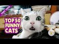 TOP 50 FUNNY CATS-You CAN'T imagine how funny they are!! Compilation#72❤️