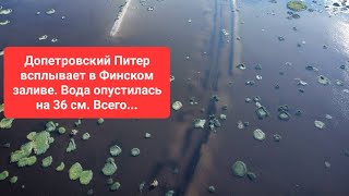 Допетровский Питер всплывает в Финском заливе. Вода опустилась на 36 см. Всего😎