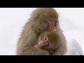 Snow monkey babies  nature on pbs