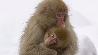 Snow Monkey Babies | Nature on PBS