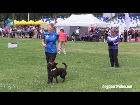 Video: Collie Eye Anomaly Bij Australische Kelpie-honden In Polen