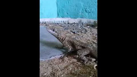 Como ter um calango?