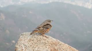 관악산 바위종다리/A hedge sparrow in Kwanak Mt.