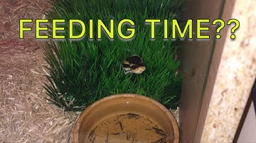 Ball Python Feeding Video!!! Slow-mo strike!!