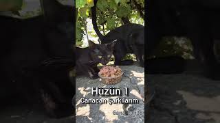 Hüzün 1 #şarkılarım #canacan38 #catscanacan #canacan #hüzün1