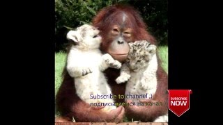 Любовь животных, до слез ;) || Love animals to tears Любовь животных, до слез ;) || Love animals to tears