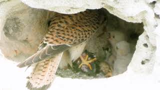 Falcon kills a bird and feeds its chicks in the nest_Falco tinnunculus_Common Kestrel feeding chicks