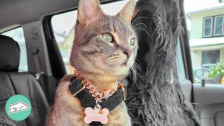 Stray Cat Jumps Into Woman's Car And Refuses To Leave | Cuddle Buddies
