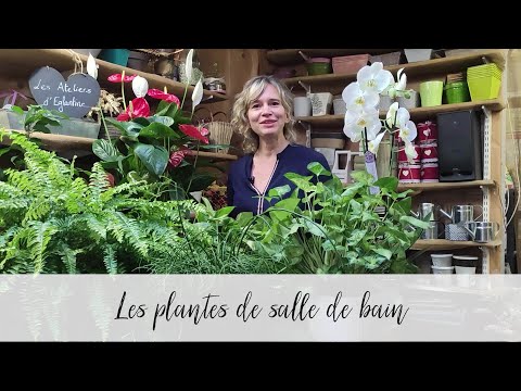 Vidéo: Pourquoi des plantes dans la salle de bain ?