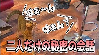 なにかを必死に語りかける猫に全力で応えてみた結果