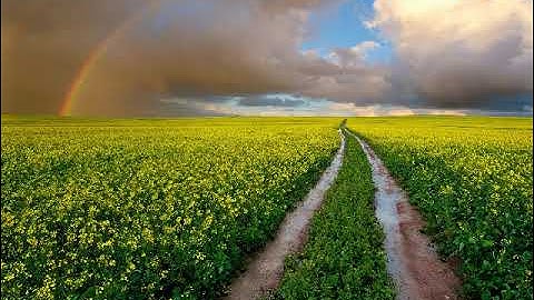 سورة ٱل عمران بصوت القارئ فيصل بن محمد الرشيد