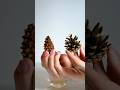 Pine Cone Secret You Must Learn Cool Science Experiment 