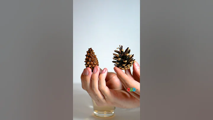 Pine cone secret you must learn - Cool Science #experiment