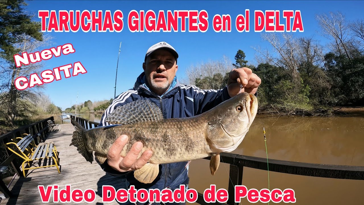 TARARIRAS GIGANTES en el DELTA , PATI Y DORADOS, preparen  POCHOCLOS van a disfrutar de MUCHA PESCA