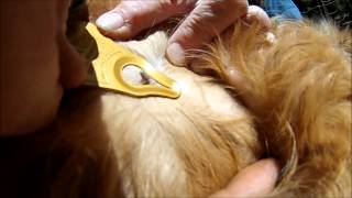 Tick removal with Tick key - YouTube