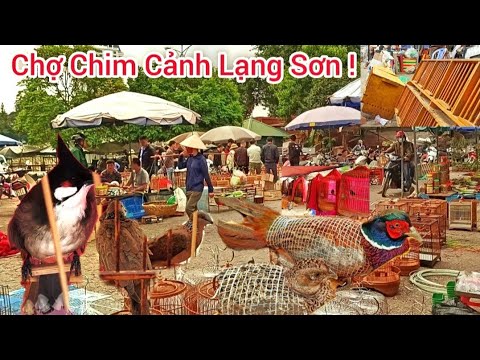 cho canh hanoi  New Update  Khám Phá Chợ Chim Cảnh Lạng Sơn | Chợ Chim Lớn Nhất Miền Bắc
