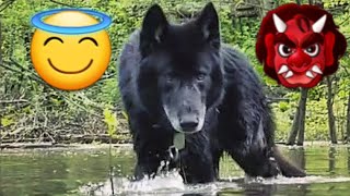Angel or Devil - Are Blue Bay Shepherds Good Companions?