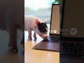 Microsoft - Surface Laptop - Copilot+ PC - 13.8" Touchscreen - Snapdragon X Plus 2024 - 16GB Memory