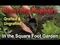 Planting Peppers – Family Plot