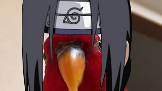 Itachi - Red Bird Meme