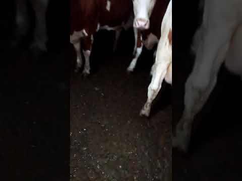 السمنتال البيور عندنا بس لبن فوق 35 كيلو