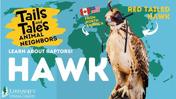 Red-Tailed Hawk - Let