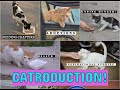 Catspurration - The Inspiration.